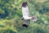 Réunion harrier (Circus maillardi)