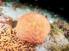 Cushion star (Culcita novaeguineae)