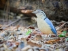 Giant pitta (Hydrornis caeruleus)
