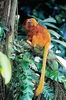 Golden lion tamarin (Leontopithecus rosalia)