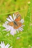 Small copper butterfly (Lycaena phlaeas)