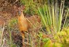Little red brocket (Mazama rufina)