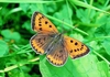 Large copper butterfly (Lycaena dispar)