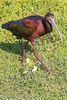 White-faced ibis (Plegadis chihi)