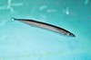 Pacific saury (Cololabis saira)