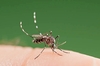 Asian tiger mosquito (Aedes albopictus)