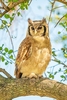 Verreaux's eagle owl (Bubo lacteus)