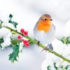 Robin (Erithacus rubecula)