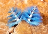 Christmas tree worm (Spirobranchus giganteus)