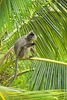 Silvered leaf monkey (Trachypithecus cristatus)
