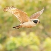 Laughing falcon (Herpetotheres cachinnans)