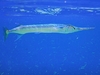 Houndfish (Tylosurus crocodilus)