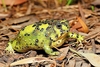 Crucifix toad (Notaden bennetti)