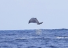 Ginkgo-toothed beaked whale (Mesoplodon ginkgodens)