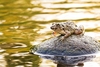 Crab-eating frog (Fejervarya cancrivora)