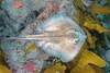 Sepia stingray (Urolophus aurantiacus)