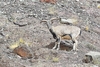 Bharal