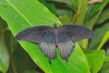 Great yellow Mormon (Papilio lowi)