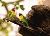 Masked lovebird (Agapornis personatus)