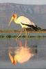 Yellow-billed stork (Mycteria ibis)
