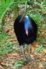 Southern cassowary (Casuarius casuarius)