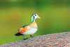 African pygmy goose (Nettapus rufina)