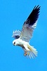 White-tailed kite (Elanus leucurus)