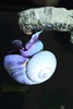 Common violet snail (Janthina janthina)