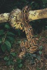 Boa constrictor