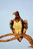 Martial eagle (Polemaetus bellicosus)