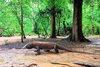 Komodo dragon (Varanus komodoensis)