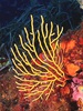 Yellow gorgonian (Eunicella cavolini)