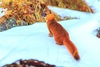Siberian weasel (Mustela sibirica)