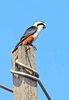 Collared falconet (Microhierax caerulescens)