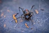 Redback spider (Latrodectus hasselti)