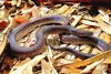 Sunbeam snake (Xenopeltis unicolor)