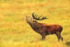 Red deer (Cervus elaphus)