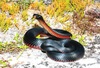 Red-bellied black snake (Pseudechis porphyriacus)
