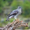Eurasian goshawk (Accipiter gentilis)