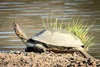 Helmeted turtle (Pelomedusa subrufa)