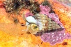 Thick-lipped dog whelk (Tritia incrassata)