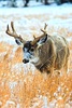 Mule deer (Odocoileus hemionus)