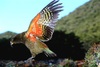 Kea (Nestor notabilis)