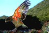 Kea (Nestor notabilis)
