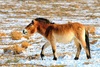 Przewalski's horse (Equus przewalskii)