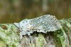 Puss moth (Cerura vinula)