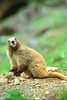 Olympic marmot (Marmota olympus)