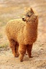 Alpaca (Lama pacos)