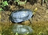 Caspian stripe-necked terrapin (Mauremys caspica)
