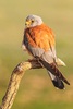 Lesser kestrel (Falco naumanni)